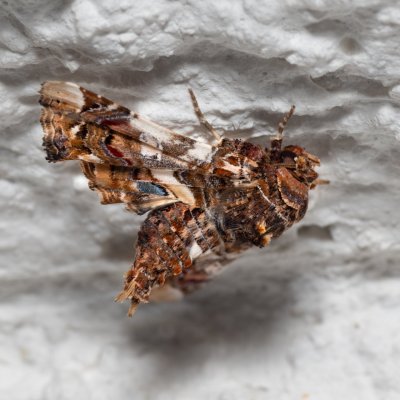 Eutelia adulatrix (modroskvrnka rujová), HR, Jablanac