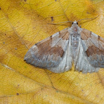 Thera firmata (píďalka borovicová), Kamenný vrch