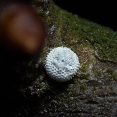 Thecla betulae (ostruháček březový), Kamenný vrch