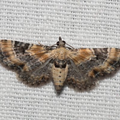 Eupithecia linariata (píďalička květelová), NPP Na Adamcích