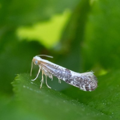 Argyresthia spinosella (-), Senorady