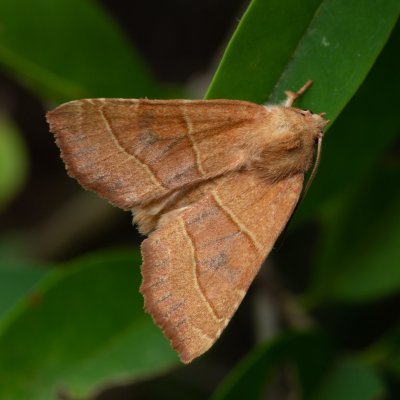 Atethmia centrago (zlatokřídlec jasanový), Hornek