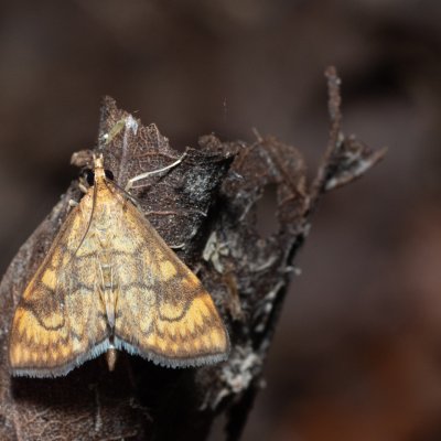 Anania verbascalis (zavíječ diviznový), Kateřinská jeskyně