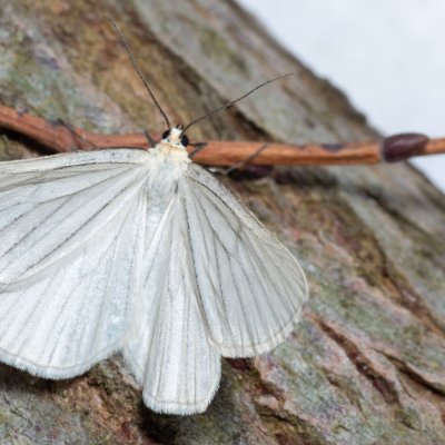 Siona lineata (bělokřídlec luční), NS Bučín