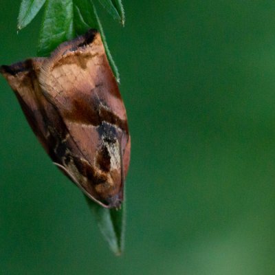 Archips podana (obaleč zahradní), PR Templštejn