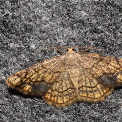 Stegania dilectaria (kropenatec topolový), Hrabětice