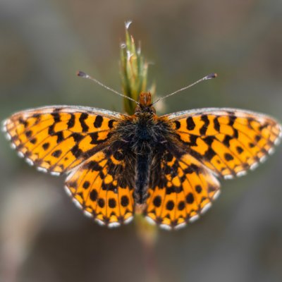 Boloria dia (perleťovec nejmenší), Střelecký kopec