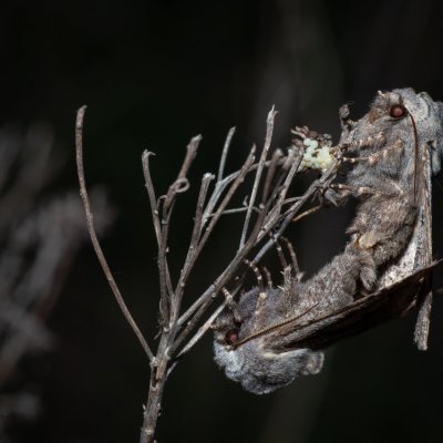 Perigrapha i-cinctum (můra ozdobná), PP Člupy