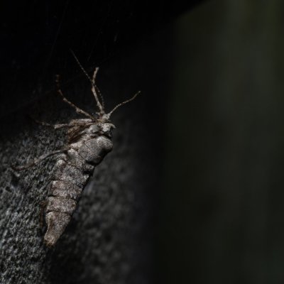 Agriopis bajaria (tmavoskvrnáč třešňový), PR Kamenný vrch