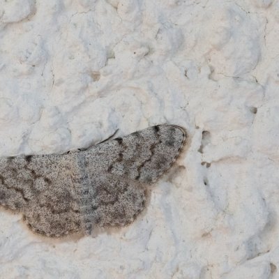 Scopula confinaria (-), HR, Jablanac