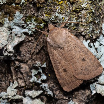 Noctua comes (osenice prvosenková), Hornek