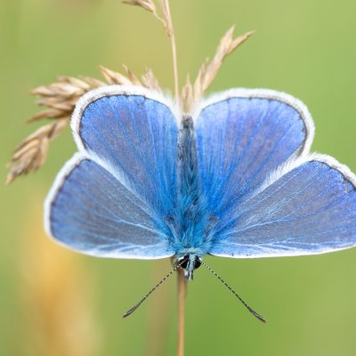 Polyommatus icarus (modrásek jehlicový), PR Kamenný vrch