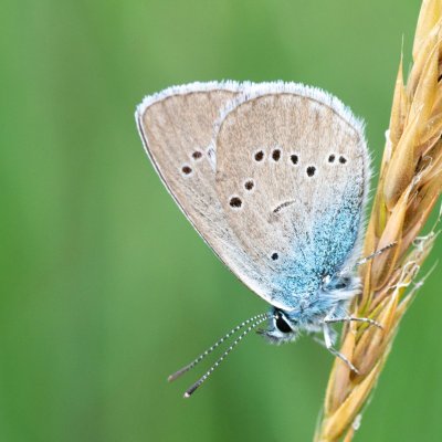 Cyaniris semiargus (modrásek lesní), SK, Štôla