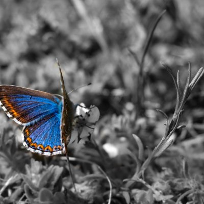 Polyommatus bellargus (modrásek jetelový), Hády