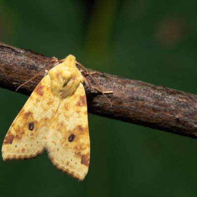 Xanthia icteritia (zlatokřídlec vrbový), PR Kamenný vrch