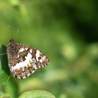Brintesia circe (okáč voňavkový), Hády