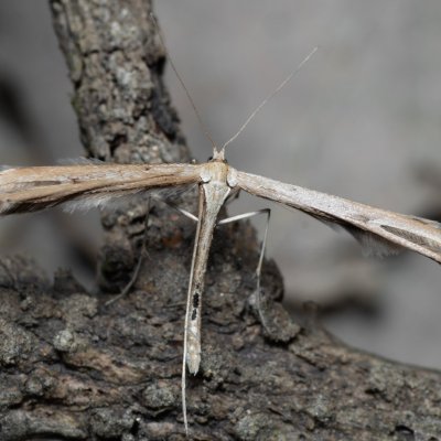 Emmelina monodactyla (pernatuška svlačcová), Helenčina studánka