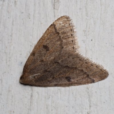 Theria rupicapraria (tmavoskvrnáč březnový), Prlov