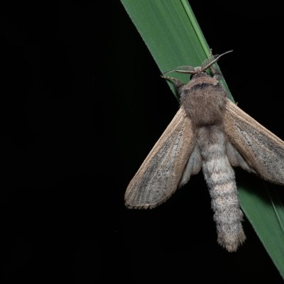 Phragmataecia castanea (drvopleň rákosový), Hrabětice