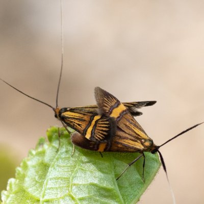 Nemophora degeerella (adéla pestrá), PR Kamenný vrch