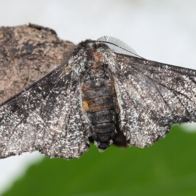 Biston betularia (drsnokřídlec březový), Nebovidy