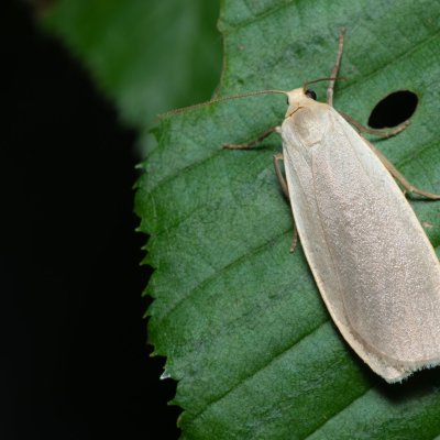 Eilema griseola (lišejníkovec šedý), Augšperský potok