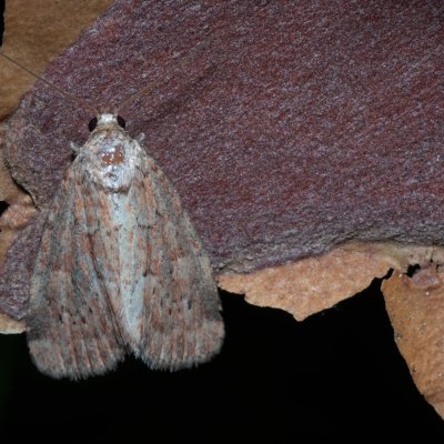 Photedes minima (travařka nejmenší), NPR Radostínské rašeliniště