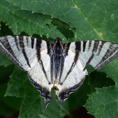 Iphiclides podalirius (otakárek ovocný), HR, Babić Siča, Velebit