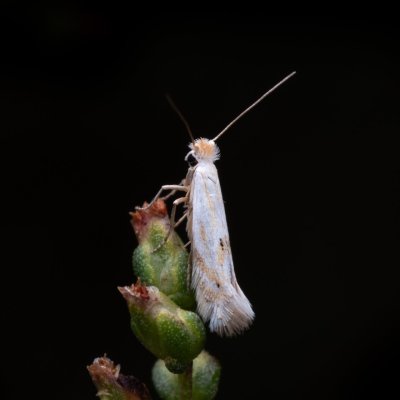 Bucculatrix artemisiella (-), PP Pánov