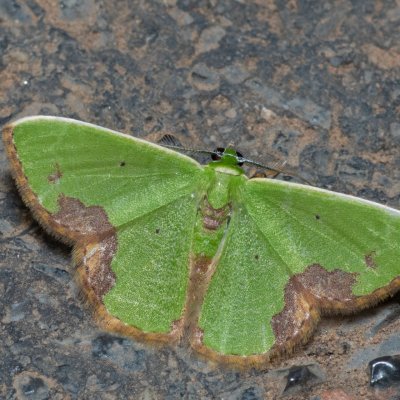 Comibaena sp., TH, Khao Sok