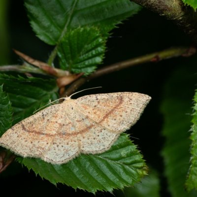 Cyclophora quercimontaria (očkovec rudopásný), Augšperský potok