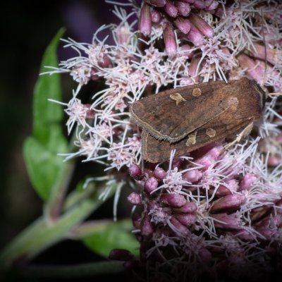 Xestia xanthographa (osenice žlutoskvrnná), PP Augšperský potok