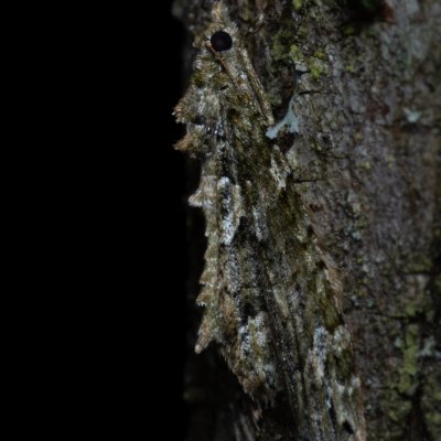 Chloroclysta siterata (píďalka lípová), Žebětín