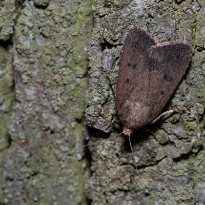 Amphipyra tragopoginis (blýskavka obecná), Kývalka