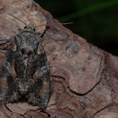 Lacanobia contigua (můra pestrá), NPR Radostínské rašeliniště