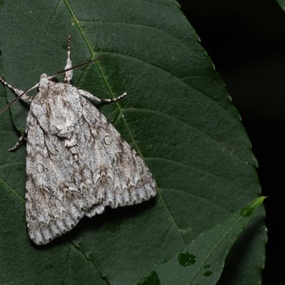 Acronicta aceris (šípověnka maďalová), PR Svatý kopeček