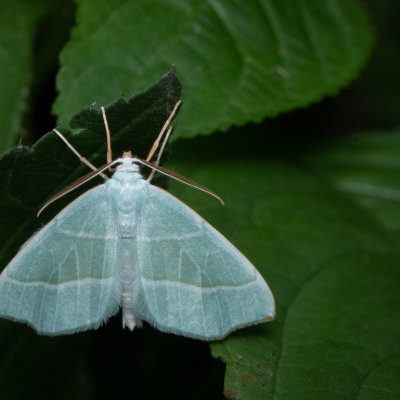 Campaea margaritaria (běločárník habrový), PP Augšperský potok