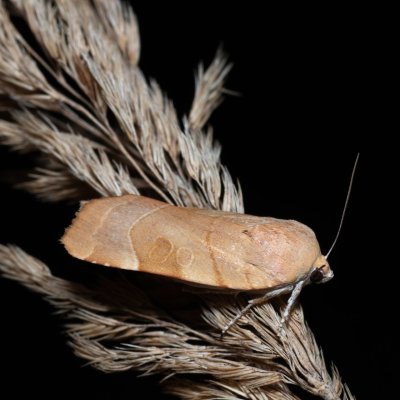 Noctua fimbriata (osenice zemáková), Henčov