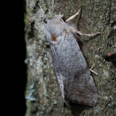 Orthosia incerta (jarnice březnová), Kývalka