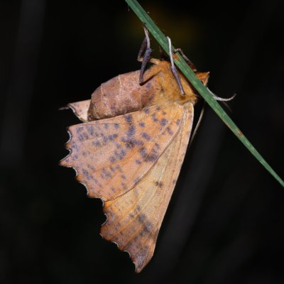 Ennomos autumnaria (zejkovec podzimní), NPP Na Adamcích