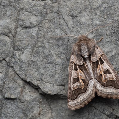 Episema glaucina (jasnobarvec západní), lom Perná