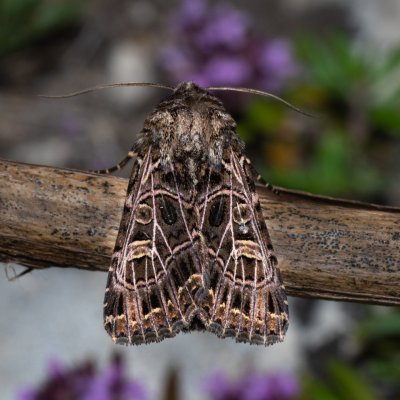 Sideridis reticulata (můra mydlicová), NPP Stránská skála