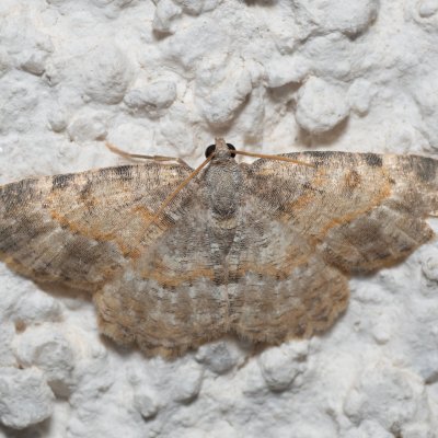 Charissa variegata (-), HR, Jablanac