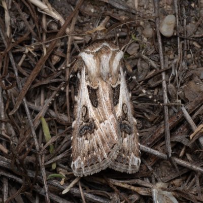 Agrotis vestigialis (osenice písečná), PP Pánov