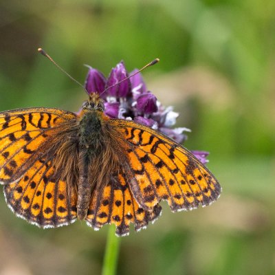 Brenthis hecate (perleťovec dvouřadý), NPR Čertoryje