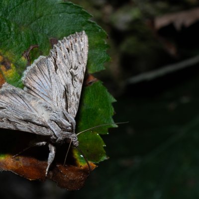 Auchmis detersa (šedavka dřišťálová), PR Kamenný vrch