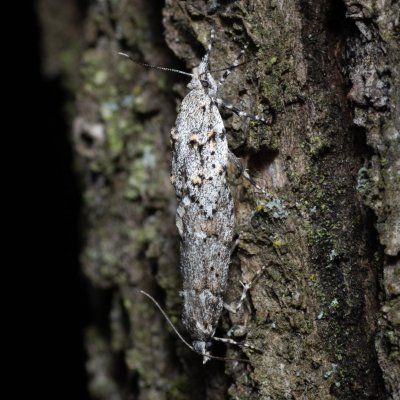 Diurnea fagella (šedivěnka jarní), Žebětín