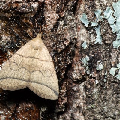 Herminia grisealis (žlutavka šedavá), Žebětín