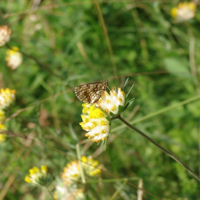 Melitaea athalia (hnědásek jitrocelový), PP Obůrky - Třeštěnec
