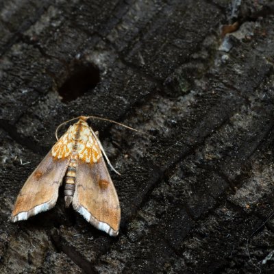 Agrotera nemoralis (zavíječ hajní), NS Bučín